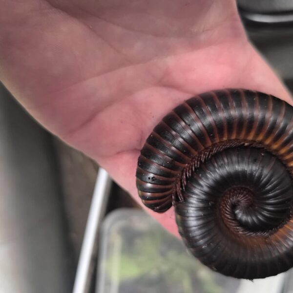 Oliiv-tuhatjalg – tuhat jalga ja üks suur elamus! Laste lemmik