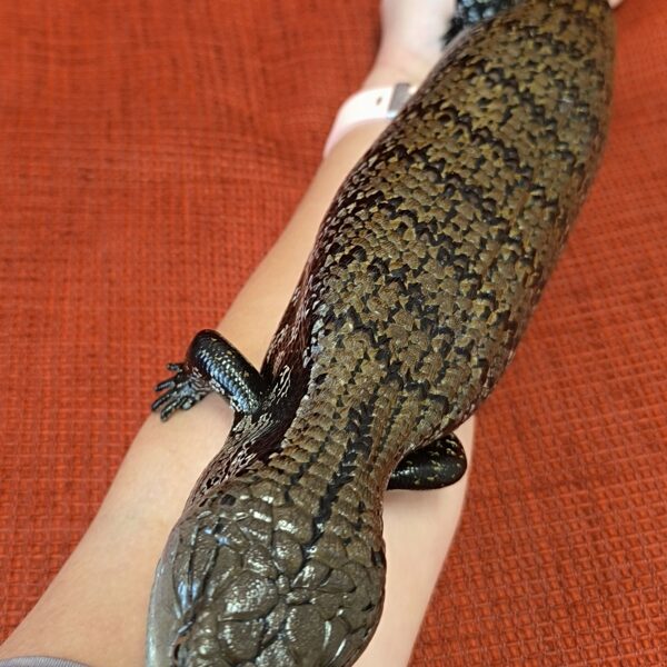 Sinikeel-skink Albert