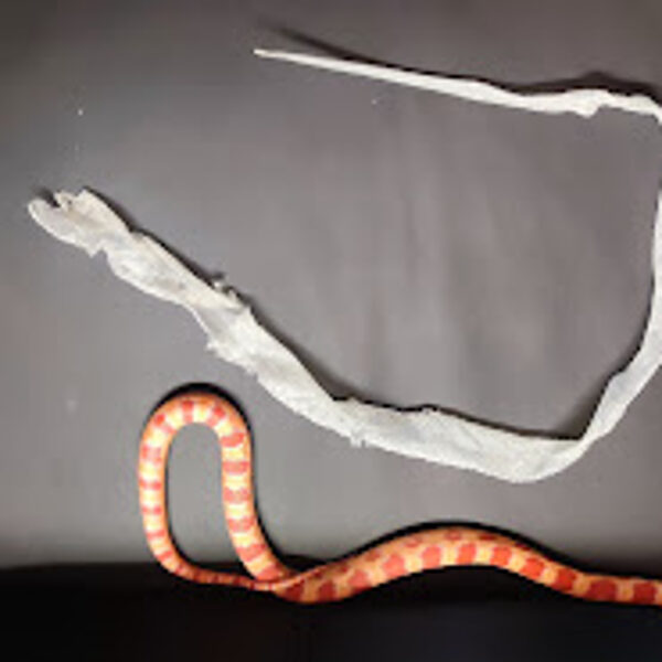 Tehtud, kitsaks jäi vanas kostüümis