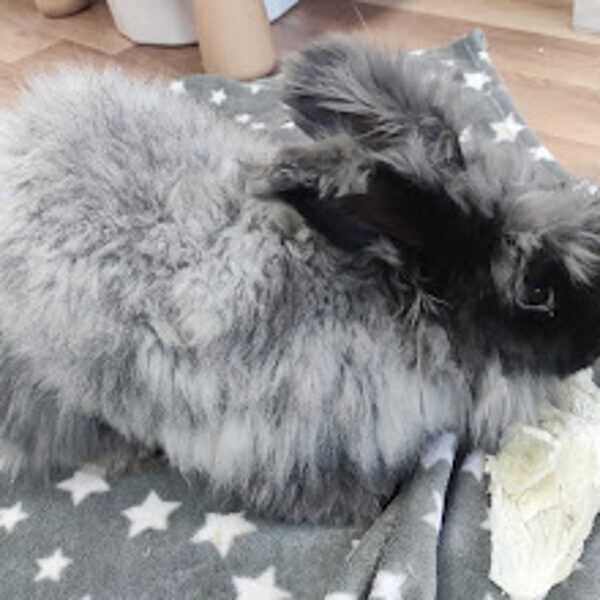 Tuslik tööpostil ja mähkudes