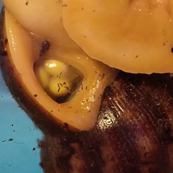 Tigu hakkab varsti munema