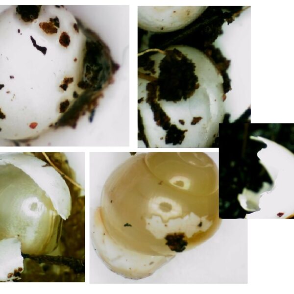 Teomunad digiluubiga vaadates