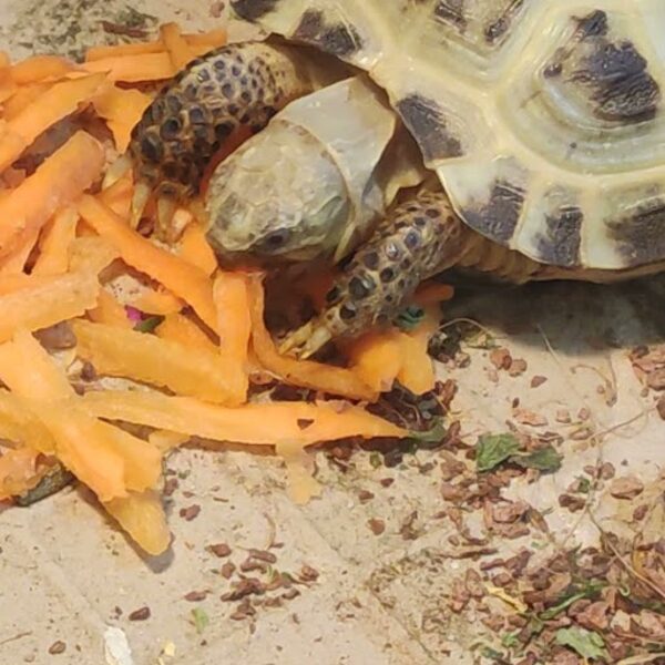 Porgand on minu lemmik