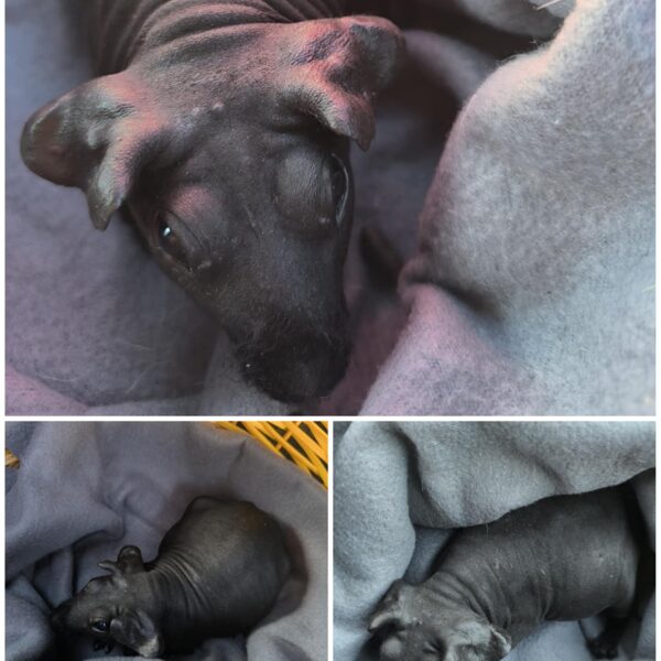 Karvutu merisiga Tont. Lisaks kutsume teda Pigiks ja Ööks - heal lapsel ikka mitu nime :)