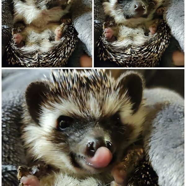 Oskan ka keelt näidata, kui vaja