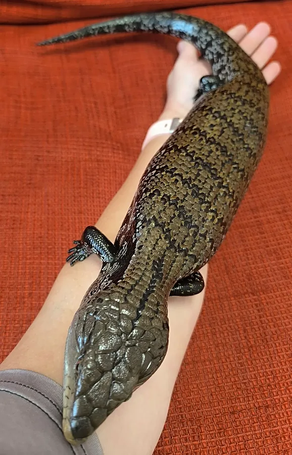 Sinikeel-skink Albert