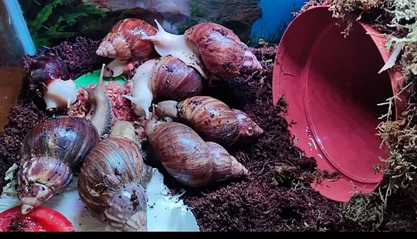 Tigula