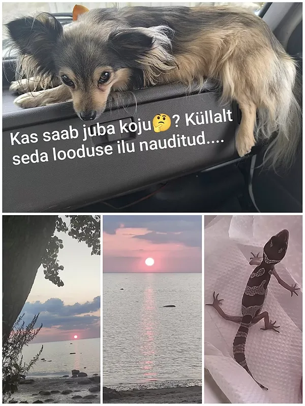 Lepoardgeko Zorro sõidab koju